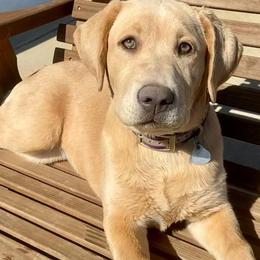 Dilute Retrievers and Labrador Retrievers from Megans Labradors
