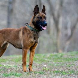 Tosca - Belgian Malinois