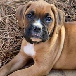 French Bulldogs from Clearview boxers