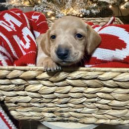 Boy 2 - Cream male Dachshund puppy in Crossville, Tennessee from Golden Creek Farm