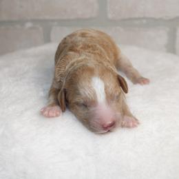 Male 1 - Apricot male Poodle puppy in Mississippi from Ewing Acres