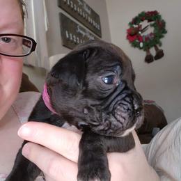 Boxer Puppies from Andrus Family Boxers