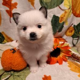 FANCY 1 - White female Pomeranian puppy in Lore City, Ohio from Tonia's Pomeranians