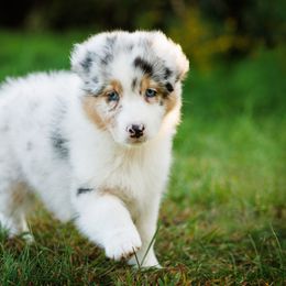 Australian Shepherd Puppies from Silverchip Aussies