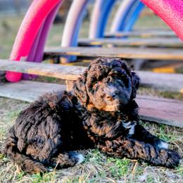 Assorted Doodle Crosses Puppies from Southern Star Goldendoodles
