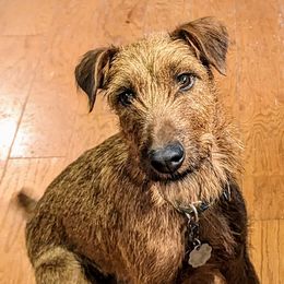 Harper - Irish Terrier