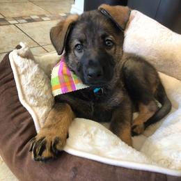 German Shepherd Puppies from Vogelhaus German Shepherds