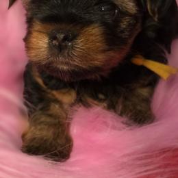Yorkshire Terrier Puppies from YORKIE BY THE LAKE