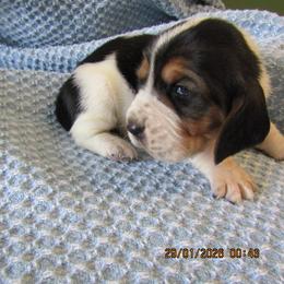 Boy 1 - male Basset Hound puppy in Francesville, Indiana from Sandyhill Basset Hounds