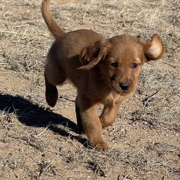 Maverick - Golden male Golden Retriever puppy in Wellington, Colorado from High Country Golden Retrievers