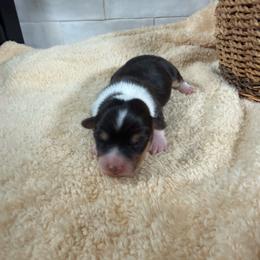 Ila-fluffy - Black and tan female Pembroke Welsh Corgi puppy in Stillwater, Oklahoma from Steele Family Farms