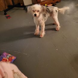 Chinese Crested and Shih Tzu All Grown Up from Wuppie Tree House