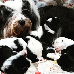 Tibetan Terrier Puppies from Windamere Tibetan Terriers