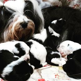 Tibetan Terrier Puppies from Windamere Tibetan Terriers
