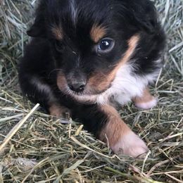 Miniature Australian Shepherds and Toy Australian Shepherds from Copper  Star Aussies