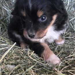 Miniature Australian Shepherds and Toy Australian Shepherds from Copper  Star Aussies