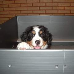 Bernese Mountain Dog Puppies from Bellamato
