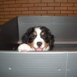 Bernese Mountain Dog Puppies from Bellamato