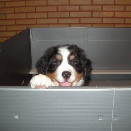 Bernese Mountain Dog Puppies from Bellamato