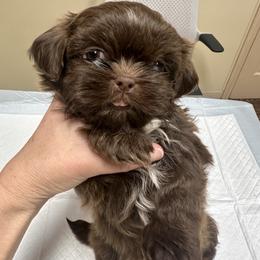 Dolly - Chocolate female Shih Tzu puppy in Tennessee from Cutshall Babies