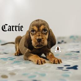 Carrie - Liver and tan female Bloodhound puppy in Wamego, Kansas from Flint Hills Hounds