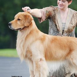 Golden Retrievers from Kattwalk