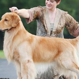 Golden Retrievers from Kattwalk
