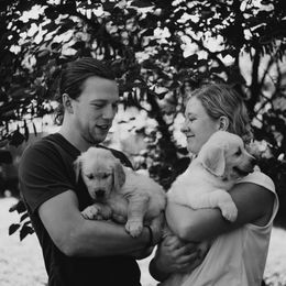 Golden Retriever Puppies from Rosemary Goldens