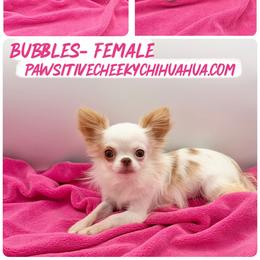Bubbles - SPAYED- 3 lbs - Fawn and white female Chihuahua puppy in Williamsburg, Virginia from PAWSitive Cheeky Chihuahuas