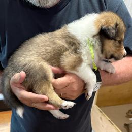 Lime green collar - Sable and white female Collie puppy in Lonoke, Arkansas from Colley Collies