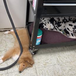 Dalmatian and Shetland Sheepdog Puppies from Karmayne Kennels