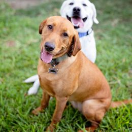 Double Doodle and Labrador Retriever All Grown Up from McCreary Highlander Labradors