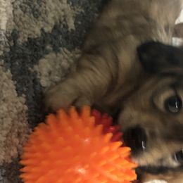 Dachshund Puppies from Primo Dachshunds