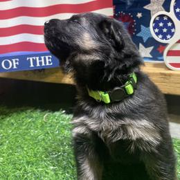 German Shepherd Puppies from American Viking GSD Ranch