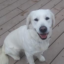 Maya - Golden Retriever