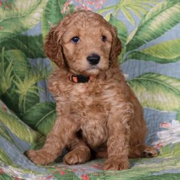 Goldendoodle Puppies from Carolina Doodle Puppies