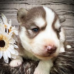 Ira - Red and white female Siberian Husky puppy in Union Grove, Alabama from Southern Siberian Life