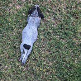 Bluetick Coonhound Puppies from Candra Bessent