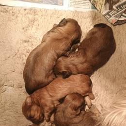 Ruby - Red female Shih Tzu puppy in Austin, Minnesota from Bearpaw Shih Tzus