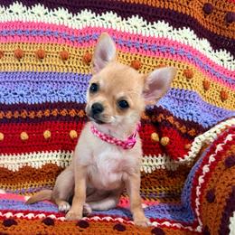 Pepper - Fawn female Chihuahua puppy in Manchester, Connecticut from Sapphire Chihuahuas