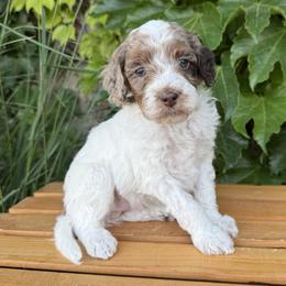 Cooper - Chocolate merle male Bernedoodle puppy in Las Vegas, Nevada from Perfect Bernedoodles