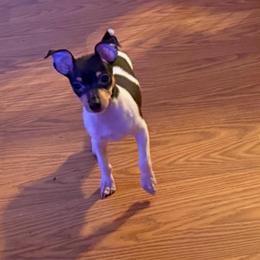 Baby 2 - White black and tan male Toy Fox Terrier puppy in Clermont, Florida from Debbie Hiles's Toy Fox Terriers