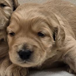 Boy 2 - Cream male Goldendoodle puppy in Milford, Michigan from Servant Kennel
