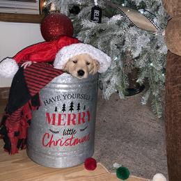 Golden Retriever Puppies from Golden Girls Furever Friends