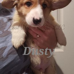 🩶Dusty🩶 - Red Pembroke Welsh Corgi puppy in Kiowa, Colorado from Cool Water Corgis LLC