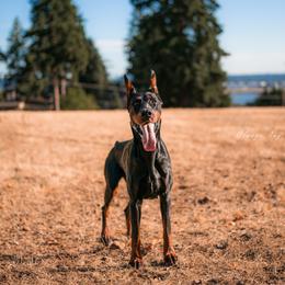 Eboni - Doberman Pinscher
