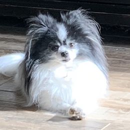 Blaze - Pomeranian