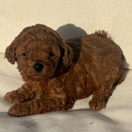 Tessa - Red  female Poodle puppy in Chattanooga, Tennessee from Ross Vegas Kennels