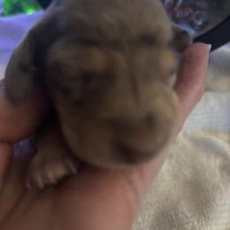Budd - Dapple male Dachshund puppy in Argos, Indiana from TKO Doxies