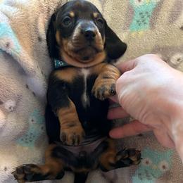 CKC Boy 3 Blue - Black and tan male Dachshund puppy in Grand Valley, Pennsylvania from Dachshunds on the Hill